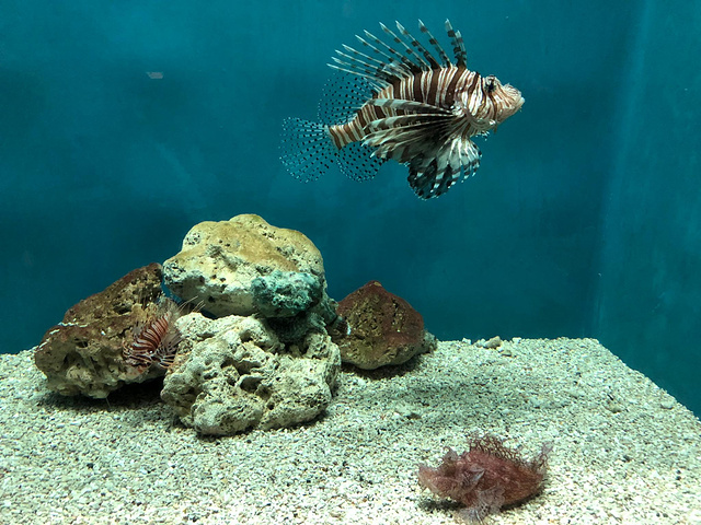 "话说这家海生馆最有名的应该是夜宿了吧。我没有体验，因为我更想睡旅店的大床。门票450台币/人_屏东国立海洋生物博物馆(National Museum Marine Biology & Aquarium)"的评论图片