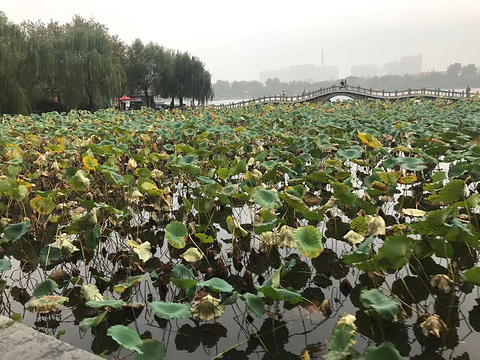 大明湖旅游景点图片
