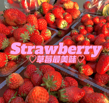 傅家边奶油草莓旅游景点攻略图