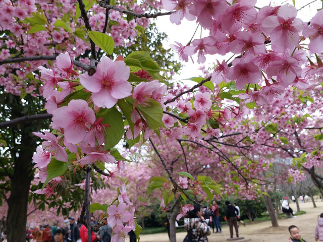 2019鼋头渚樱花谷，位于无锡市太湖风景区鼋头渚景区内。我们则是从岛上 