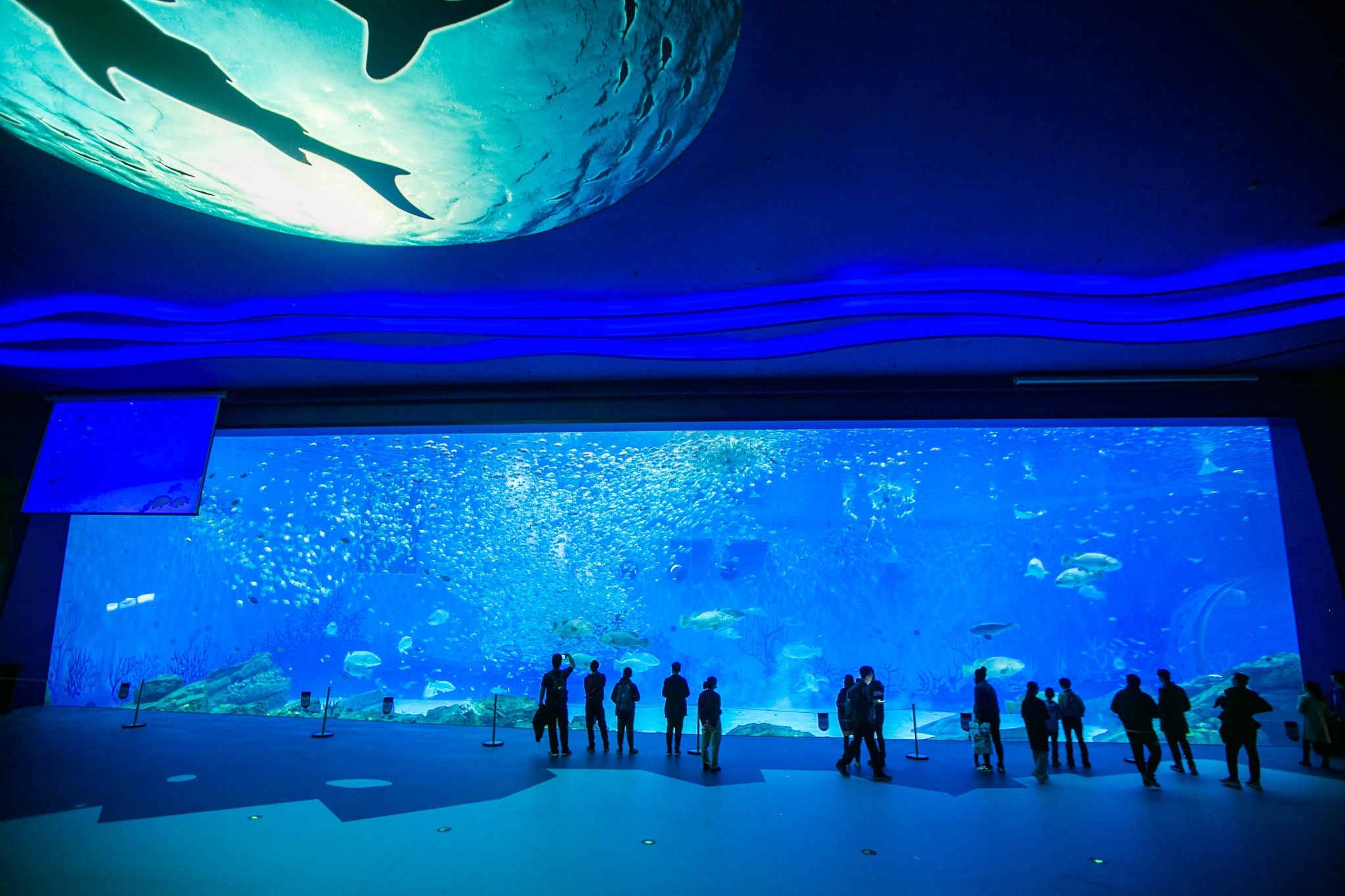 全球首个仿生鲸鲨亮相上海：长4.7米，能上浮下潜自主游动