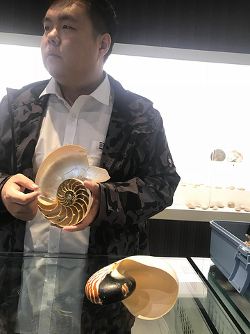 "青岛最爱景点之三，来这里可以欣赏到各式各样的贝壳和它的工艺品，最重要的是，一定要听博物馆小哥哥..._青岛贝壳博物馆"的评论图片
