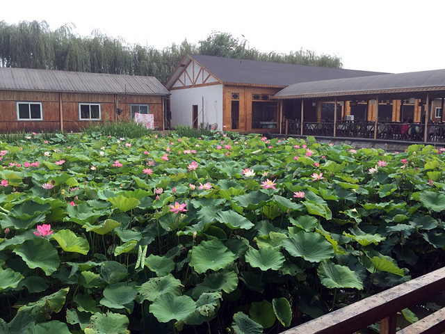 雄安新区白洋淀温泉城旅游码头在这里右转直行过桥左转就一条路车来车
