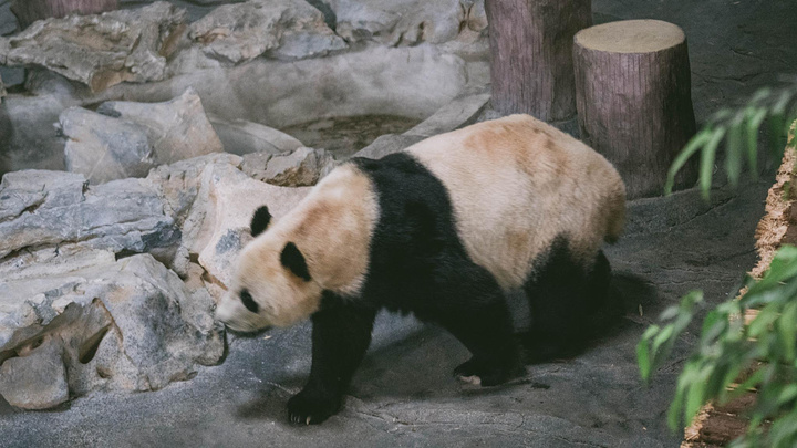 "满山的竹林 作为观赏 也作为熊猫的“伙食”需求在下渚湖游客中心前面1km位置就是下渚湖熊猫园_下渚湖熊猫园"的评论图片