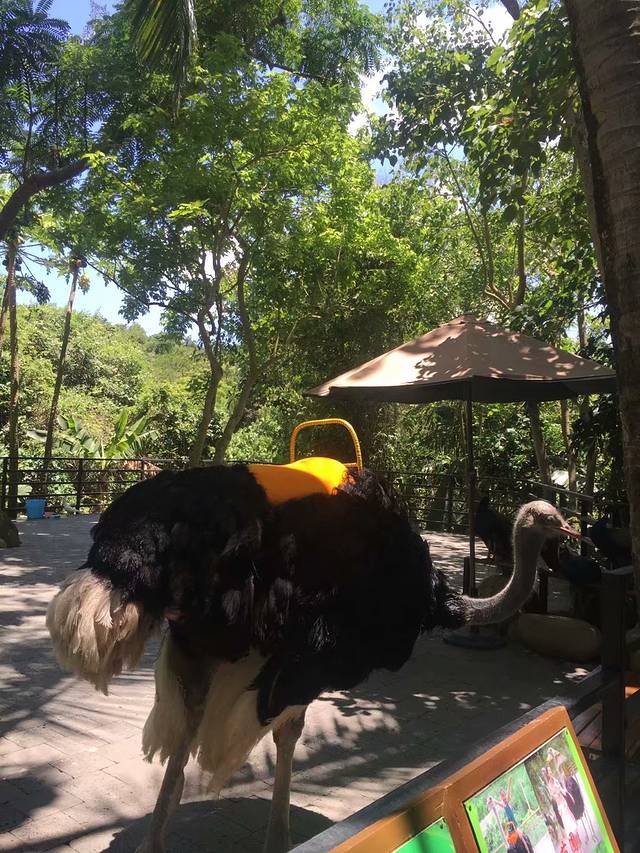 亚龙湾热带森林公园-天街小吃城