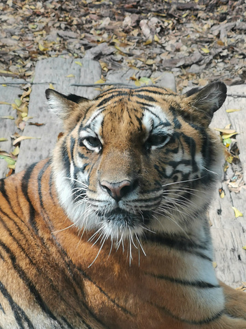 "...，还有华南虎、金虎、银虎以及孟加拉虎和东北虎等六大虎种多达300多只老虎生活在长隆野生动物世界_百虎山"的评论图片