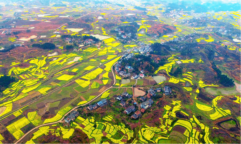 跟随春天的脚步，寻觅靓丽景色，安仁万亩油菜花田绽放无限风情