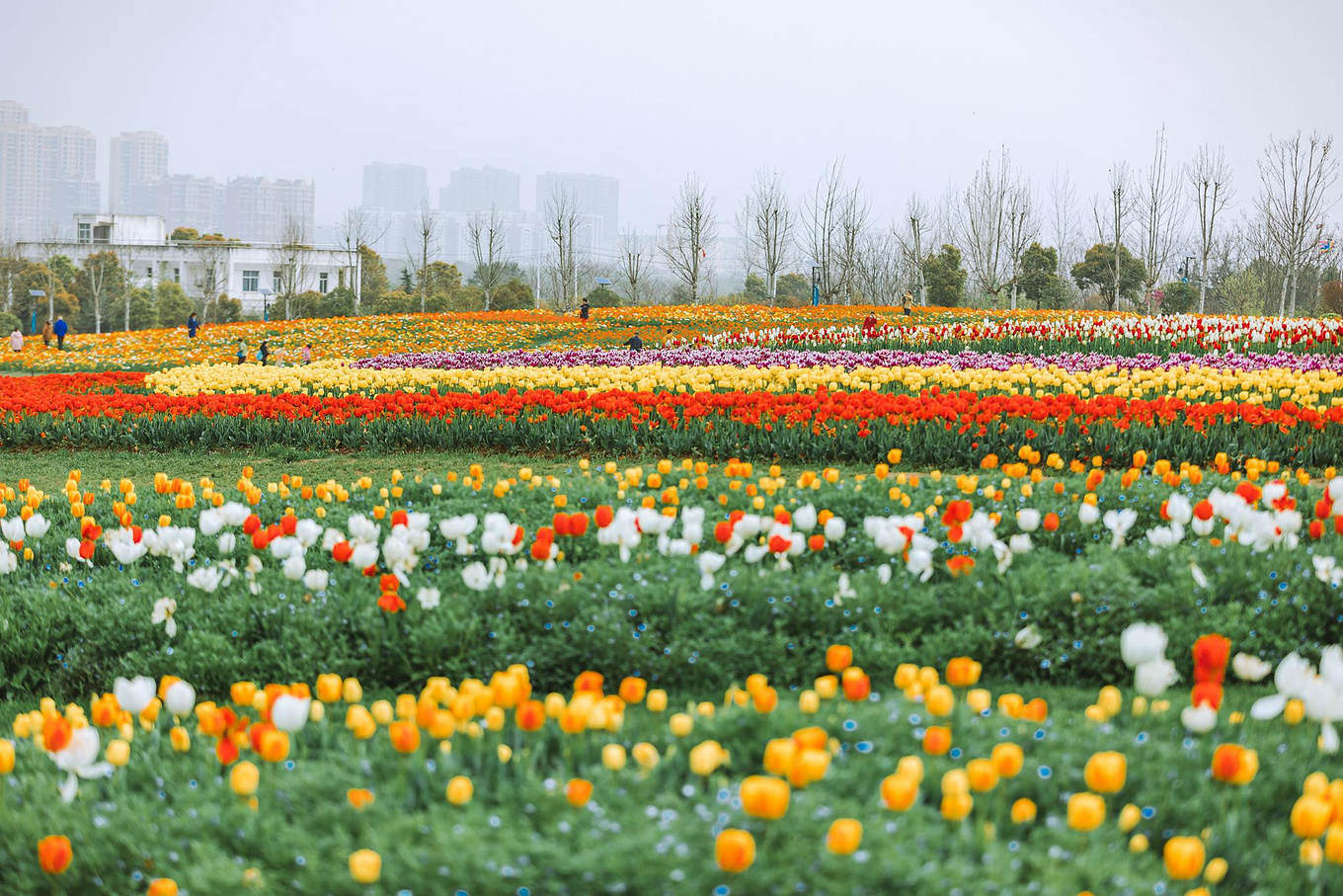 家乡春景 - 花粉随手拍风光 花粉俱乐部