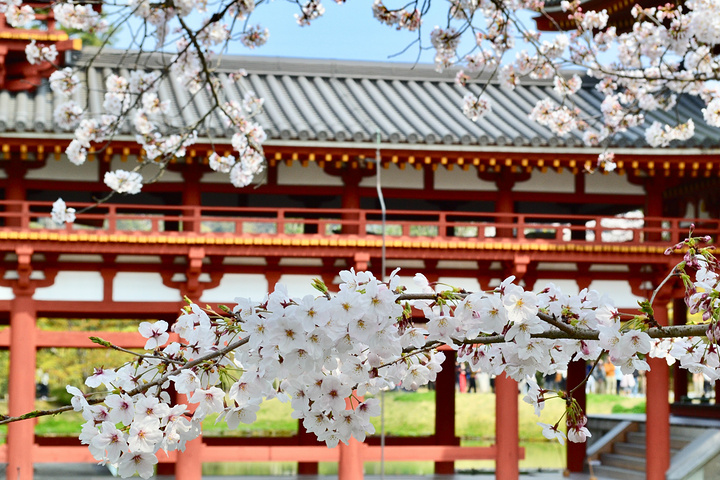 "平等院是平安时代池泉舟游式的寺院园林，沿着京都宇治川边兴建，据说是古代日本人对西方极乐世界的极..._平等院"的评论图片