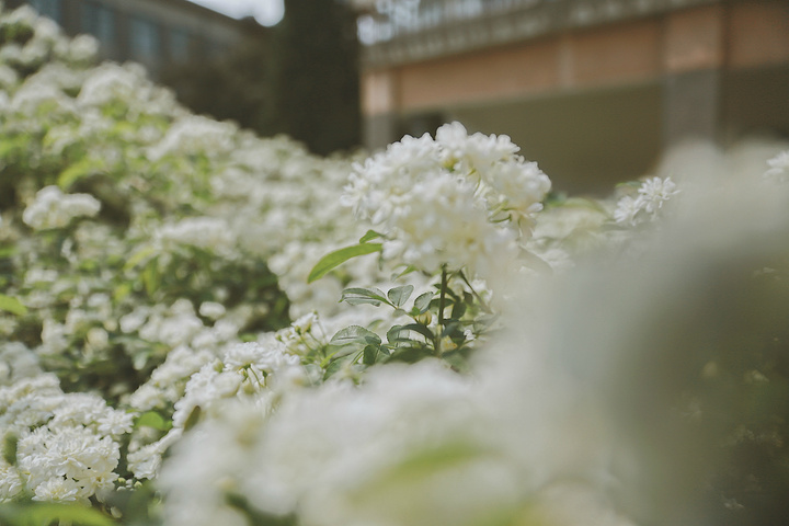 "每天下午都能迎来午后温暖的阳光 在四川大学北门的一个拐角，七里香正悄然的开着，形成了一大片七里香花瀑_四川大学"的评论图片