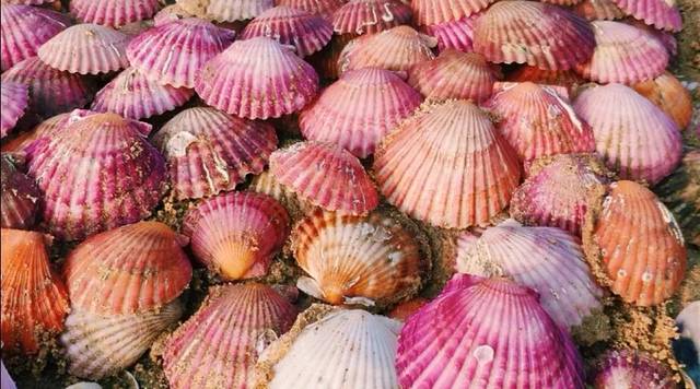 养马岛旅游度假区-欢乐海岸