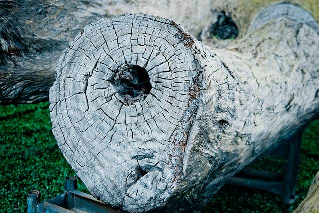 观音山古树博物馆