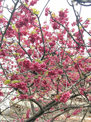 "青龙寺是西安最知名的赏樱圣地之一，每年的三月底到四月中旬，春回大地，樱花绽放，给这座千年古寺装..._青龙寺"的评论图片