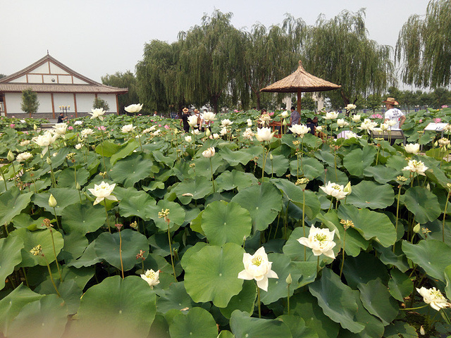 雄安新区白洋淀温泉城旅游码头在这里右转直行过桥左转就一条路车来车