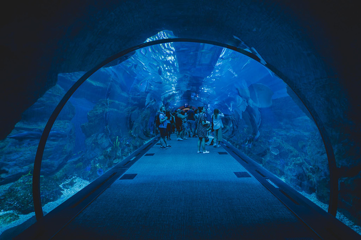"水族馆有很多可以近距离体验海洋生物的项目， 比如穿上潜水服去潜水，坐着游艇看鲨鱼在身边游来游去..._迪拜水族馆和水下动物园"的评论图片