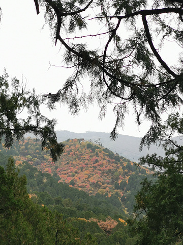 "香山公园应该是探寻故都的秋的一个重要环节皇家园林风格的感觉。钟灵毓秀的北地风光。站在桥上看风景_香山公园"的评论图片