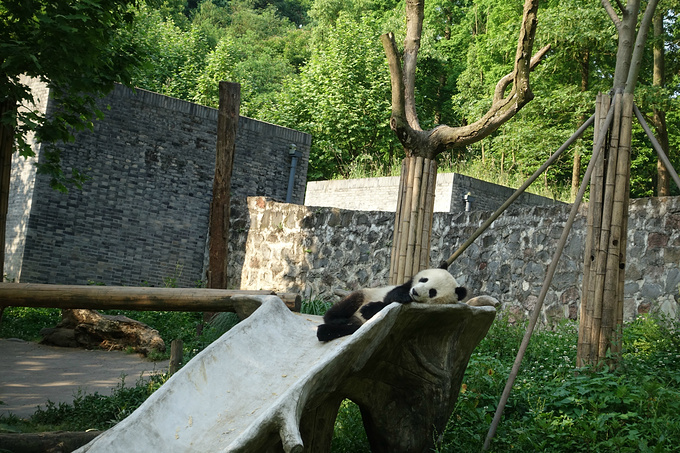 都江堰熊貓樂園景區圖片