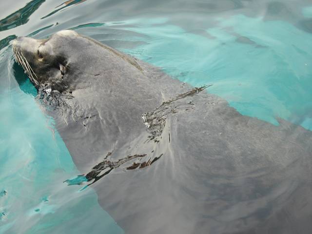 老虎滩海洋公园-海兽馆