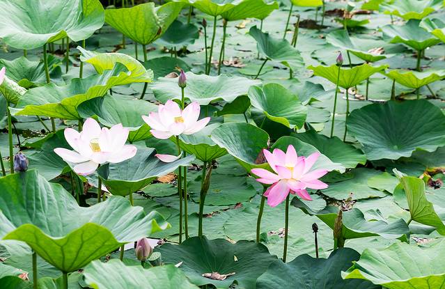 梅河口市长白山植物园