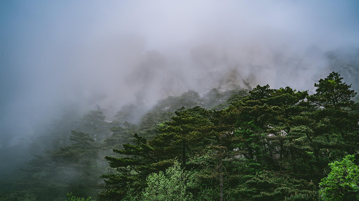 "谷旁古树虬枝，如铁壁挂画，谷内怪石异草，似丹墀仙境，引人入胜。开在悬崖边的野花 美丽又危险 难以靠近_天柱山"的评论图片