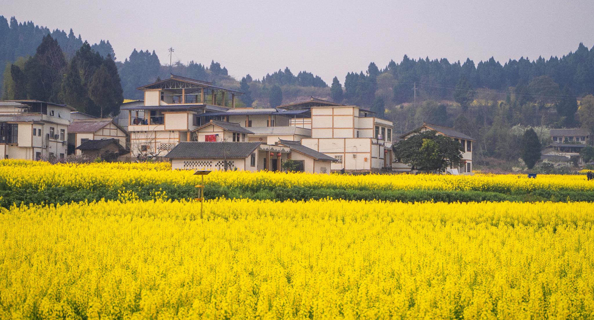 旅游四川大英特色乡村，景色不输风景区，一路走过来都是好风光