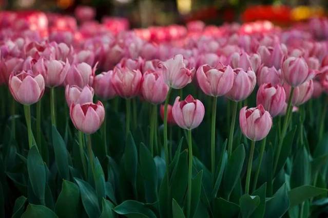 国际慢城太寺垭森林公园