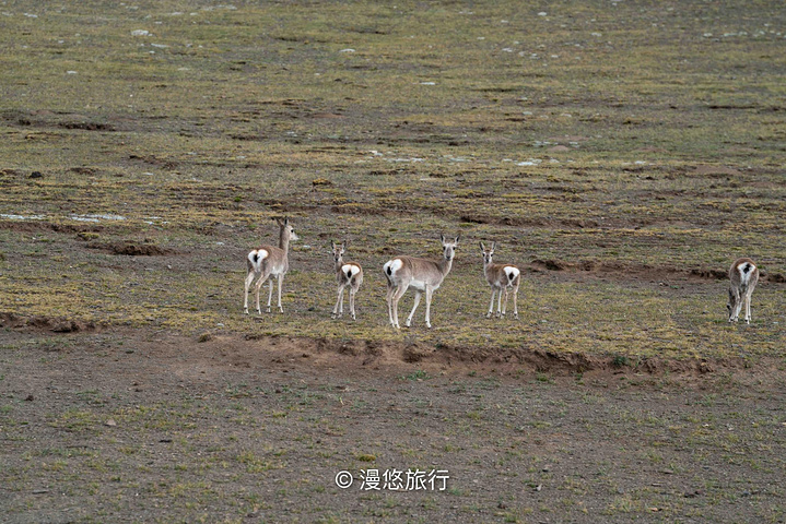 "门票价格：免费！走着走着，一条河挡住了我们的路，四处打量一番，要过去还必须先过河_措嘉冰川"的评论图片