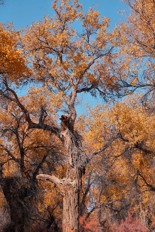 塔里木胡杨林公园