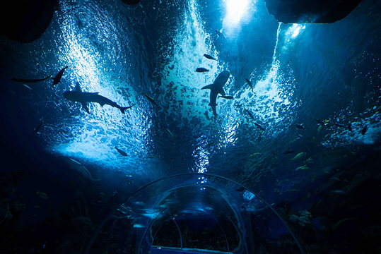 法基耶水族馆旅游景点图片