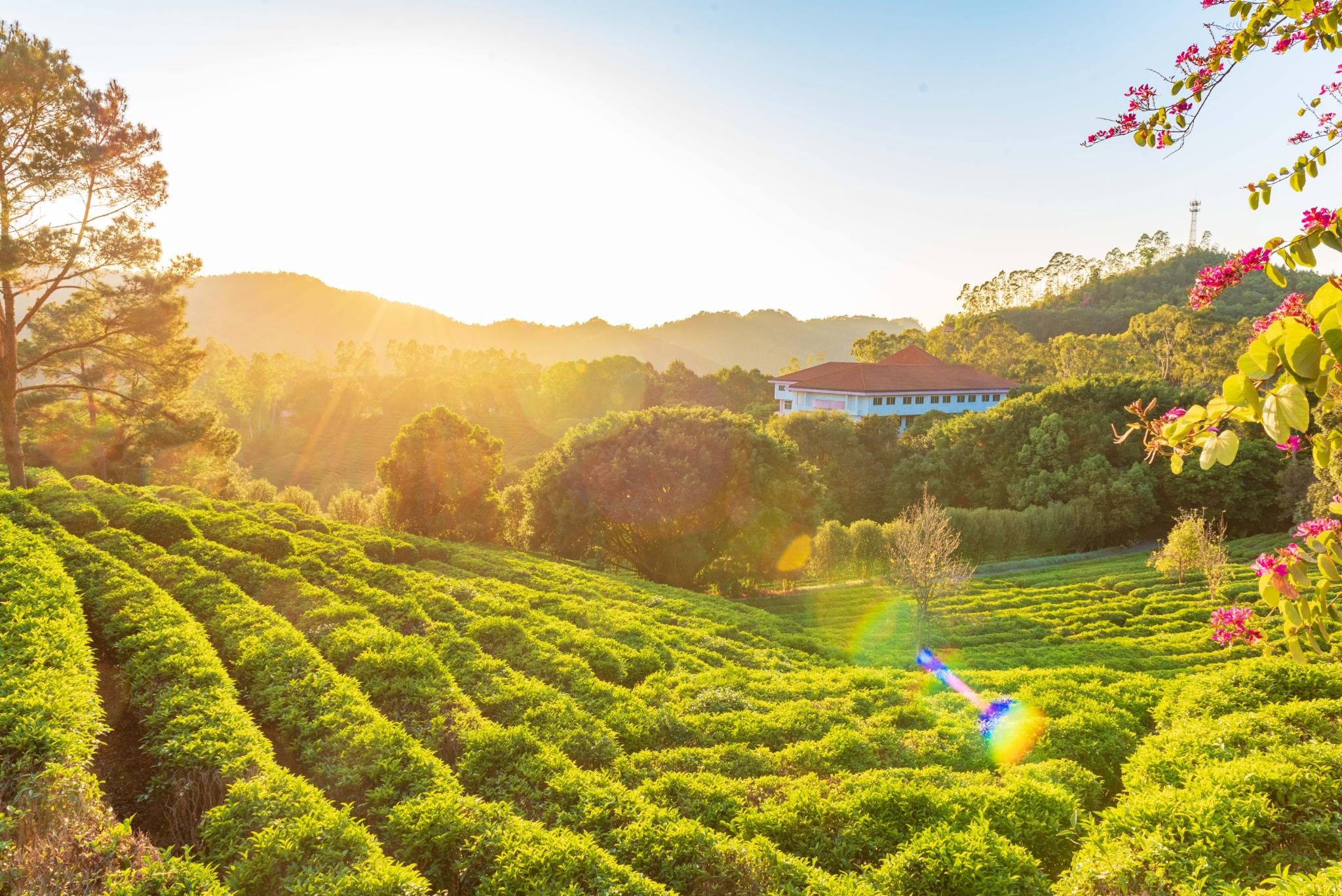 雁南飞茶田风景区图片图片