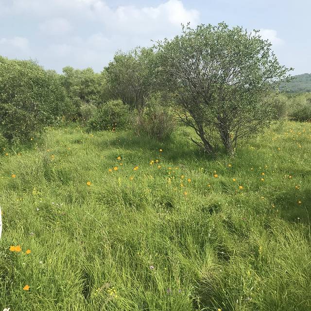 国营御道口牧场