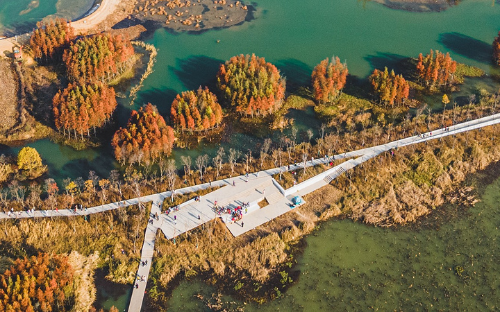 艾溪湖畔魚尾洲池杉