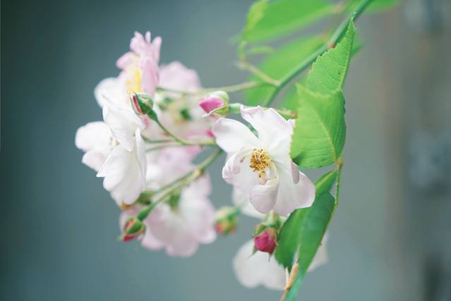 颐和路民国时期公馆风貌区