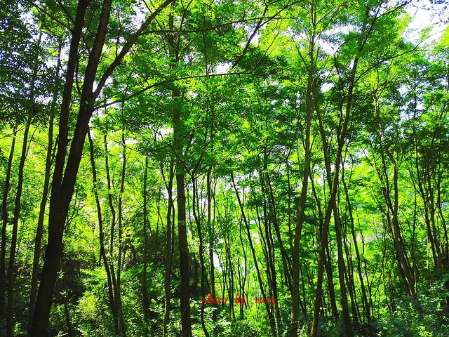 麦积山风景名胜区-麦积植物园