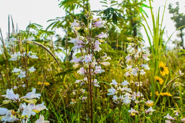芦花荡湿地公园