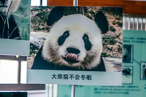 熊猫馆旅游景点攻略图