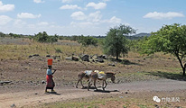 坦桑尼亚旅游景点攻略图片