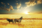 肯尼亚山国家公园旅游景点攻略图片