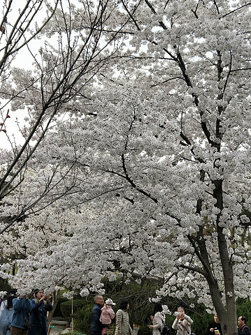 "青龙寺是西安最知名的赏樱圣地之一，每年的三月底到四月中旬，春回大地，樱花绽放，给这座千年古寺装..._青龙寺"的评论图片