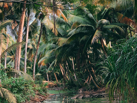 椰子洲岛旅游景点图片