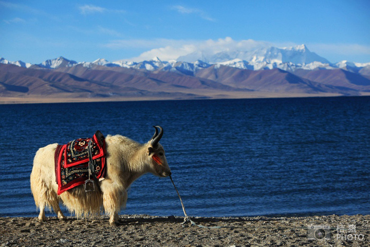 "...湖水与相依傍的念青唐古拉山了，这两者的魅力几乎吸引着所有前往藏区的游客，争相前来一睹他们的风采_纳木湖乡"的评论图片