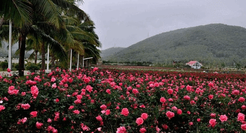 亚龙湾国际玫瑰谷旅游景点攻略图
