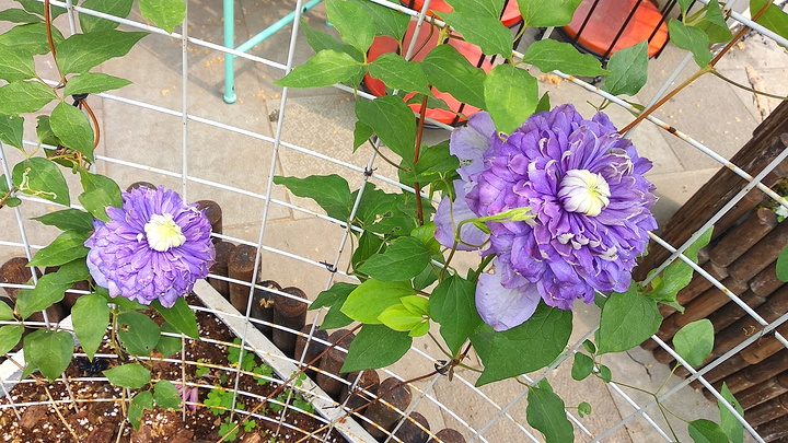 铁线菊西湖---钱王祠.铁线菊西湖---钱王祠.铁线菊西湖---涌金公园