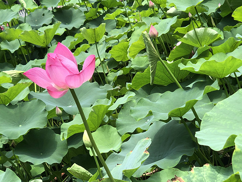 天府广场旅游景点图片