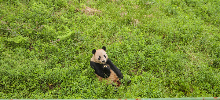 "都非常的富有爱心，所以大家都被可爱的熊猫们给迷住了，所以干脆在栏杆旁可劲的观看可爱的大熊猫们萌..._下渚湖熊猫园"的评论图片