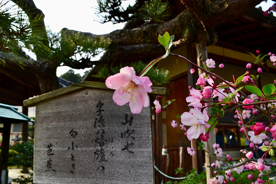 三室户寺旅游景点图片