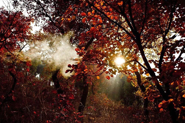 "蒙山的秋色美的让人震撼，美的让人心驰神往，在这个收获幸福与美好的季节，和TA牵起手，一同来此，..._沂蒙山旅游区龟蒙景区"的评论图片