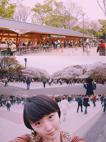"东京最著名的赏樱地之一——上野公园🌸✨详细地址：东京台东区上野公园。人是真的多，有时候都走不动_上野公园"的评论图片