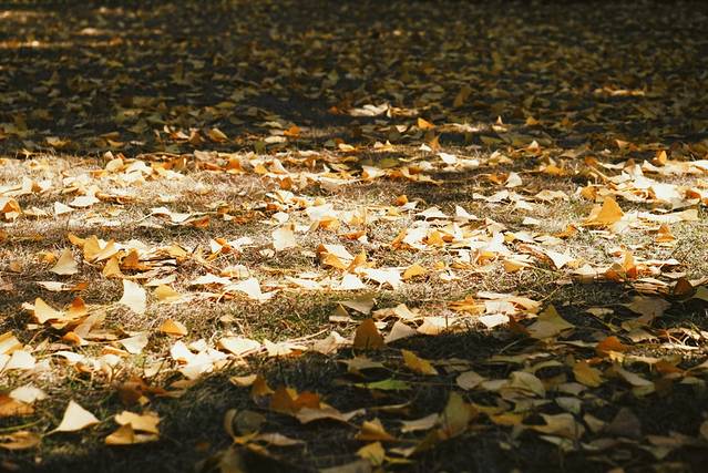 南京大学鼓楼校区