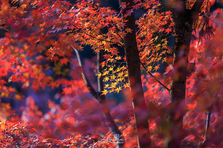 "秋季时节，来到神社内的御士居，这里的350棵枫树所造就的红叶美景，绝对能令你惊叹不已_北野天满宫"的评论图片